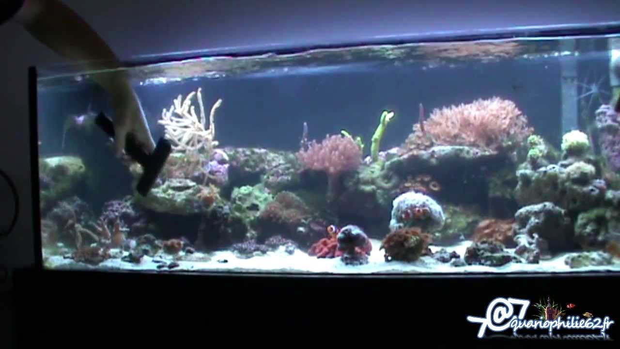 Entretien - Nettoyage d'un aquarium récifal (Marin ou eau de mer)