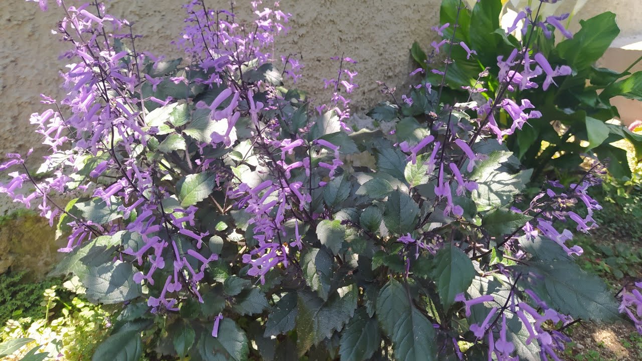 6 Flores de Cor Roxa e Lil&aacute;s