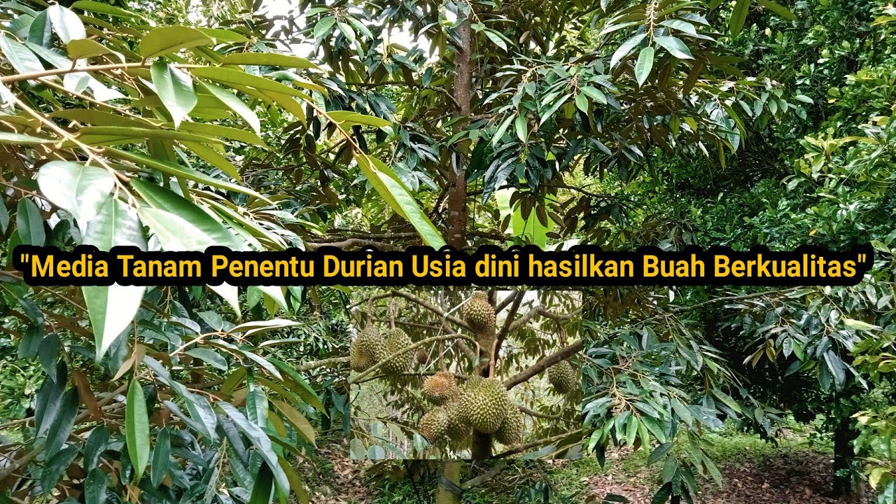 Media Tanam terawat Penentu durian usia dini menghasilkan buah yang berkualitas .