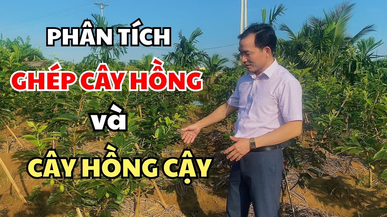 Phân tích đôi nét về ghép cây Hồng và Hồng Cậy | Nhà vườn Lam Hồng
