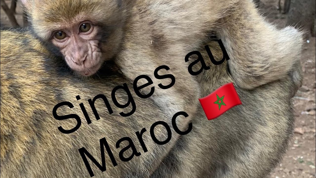 Maroc les Singes Azrou Gorges du Ziz