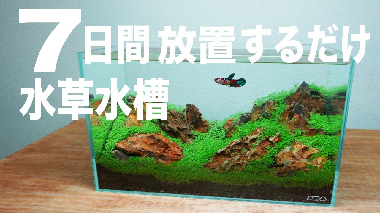 【 超簡単】種から育てる水草水槽！7日間放置するだけ。