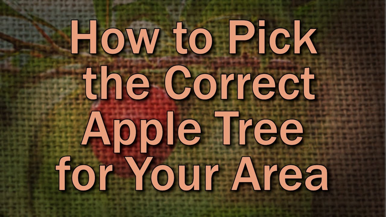 Choosing the Right Variety of Apple for Your Area – Family Plot