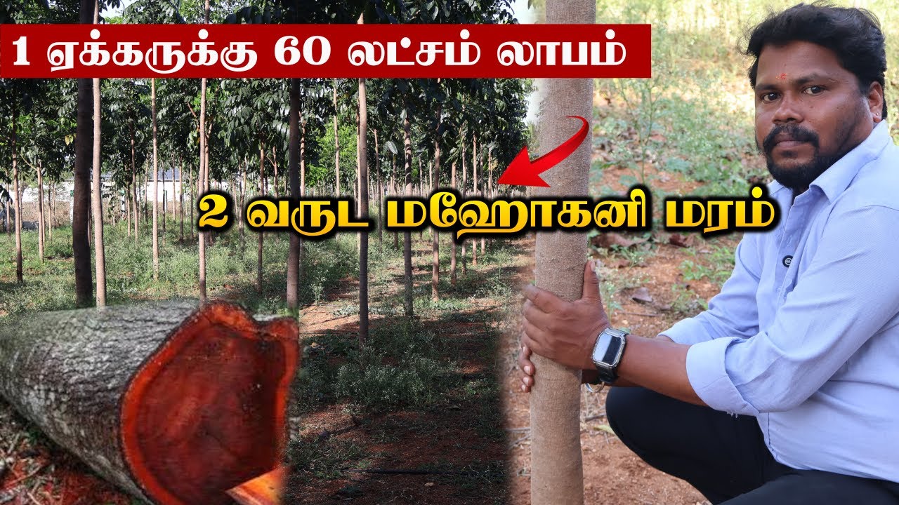 மரம் வளர்ப்பில் இவ்வளவு வருமானமா! | MAHOGANY TREE FARMING & CULTIVATION | Commercial Tree Plantation