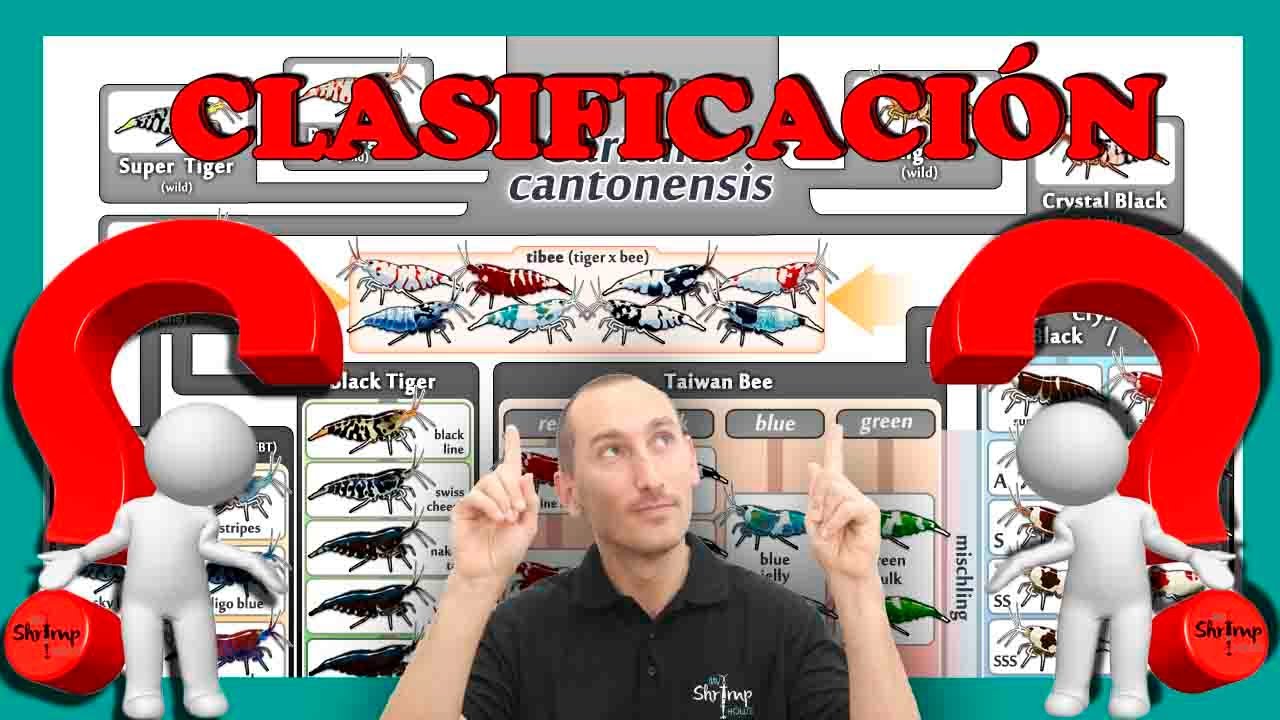 Gambas Caridinas de Acuario 🦐. Clasificación‼️.🤯 Árbol Genealógico. Selección especies🤬🤯.