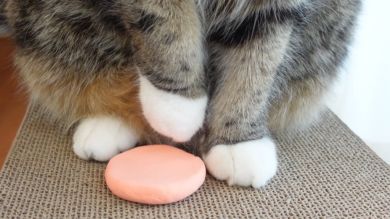 家族記念の足形とねこ。-Cats's footprints for family memorial.-