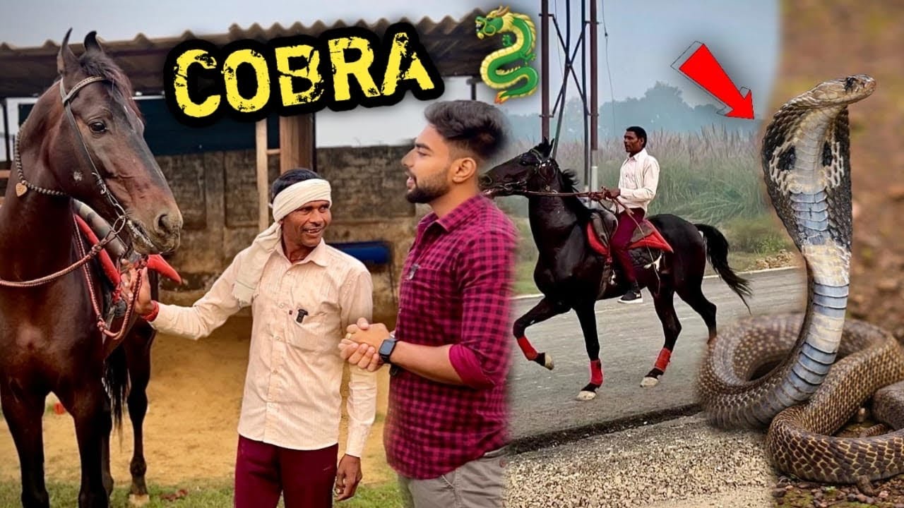 COMMANDO Ko Trainer Train Krne Aagye 😨Farm Pr COBRA 🐍 Aagya 😱( NAAG )