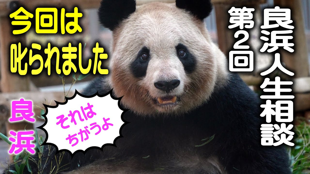 【かってに良浜ママと相談してください】アドベンチャーワールド良浜 全ての会話が纏まる大フリーズ