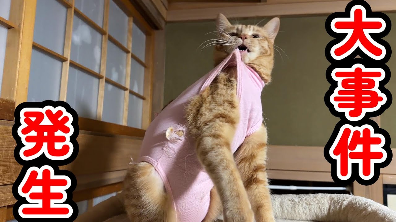 【大事件発生】やってくれました・・・