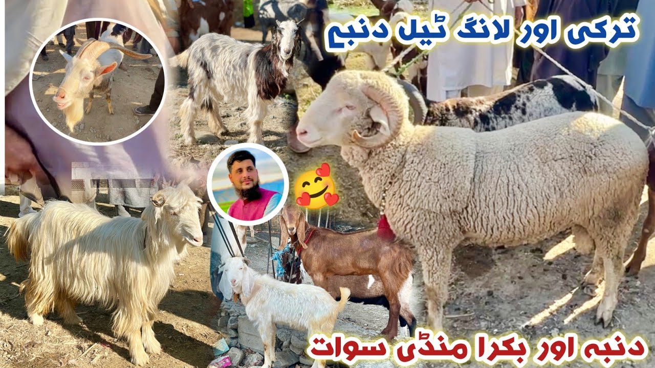 Dumba Mandi Swat Longtail & Balkhi Sheep Price 2026 | Qurbani 2026 Izhar Ali Shah Vlogs