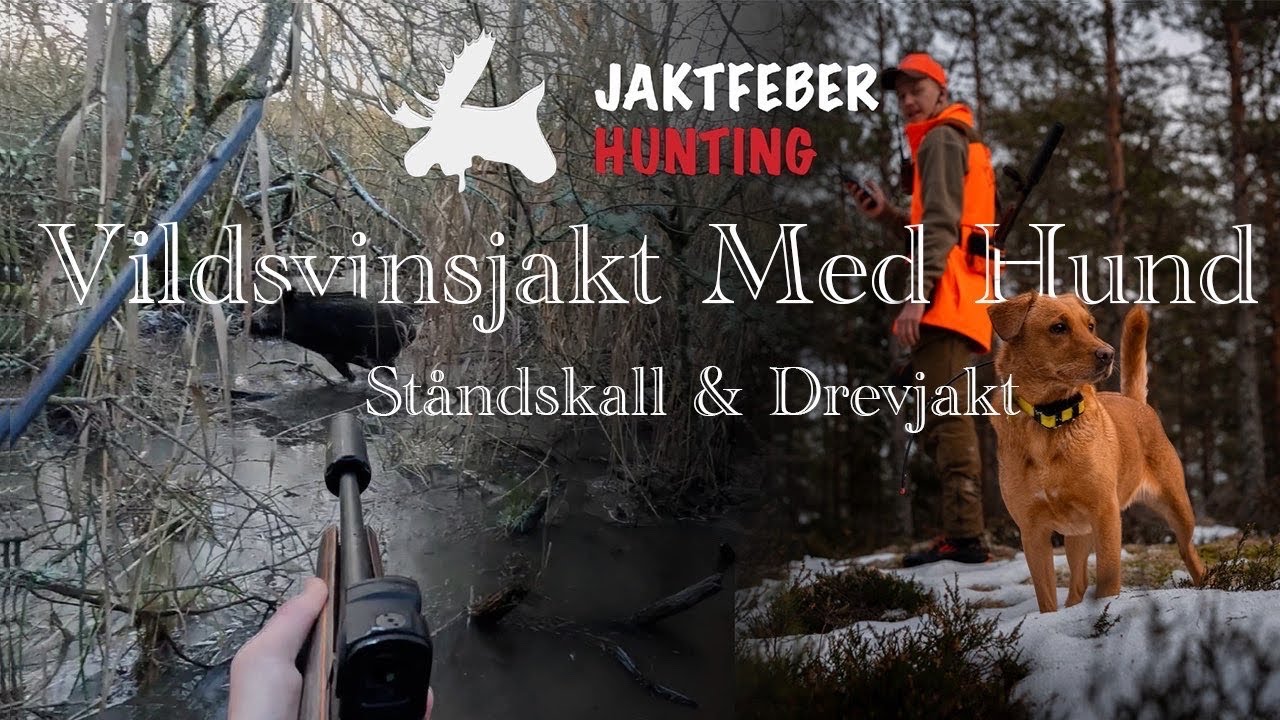 Vildsvinsjakt Med Hund (Ståndskall & Drevjakt)