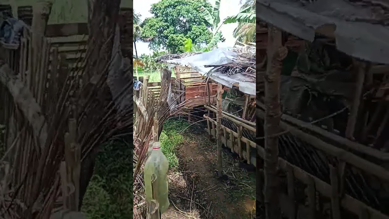 Kawawa ang kambing namin,sira ang bahay nila😭