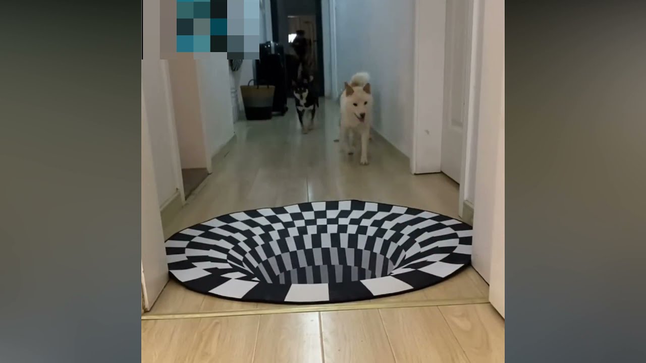 A 3D rug that fools the dogs&hellip;