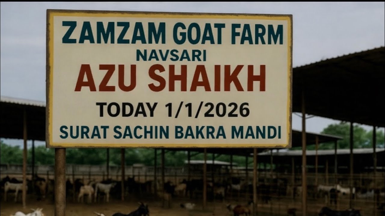 SURAT SACHIN BAKRA MANDI 01/01/2026 BY- ZAMZAM GOAT FARM NAVSARI (AZU BHAI) ÍÍ SURAT MANDI íÍ