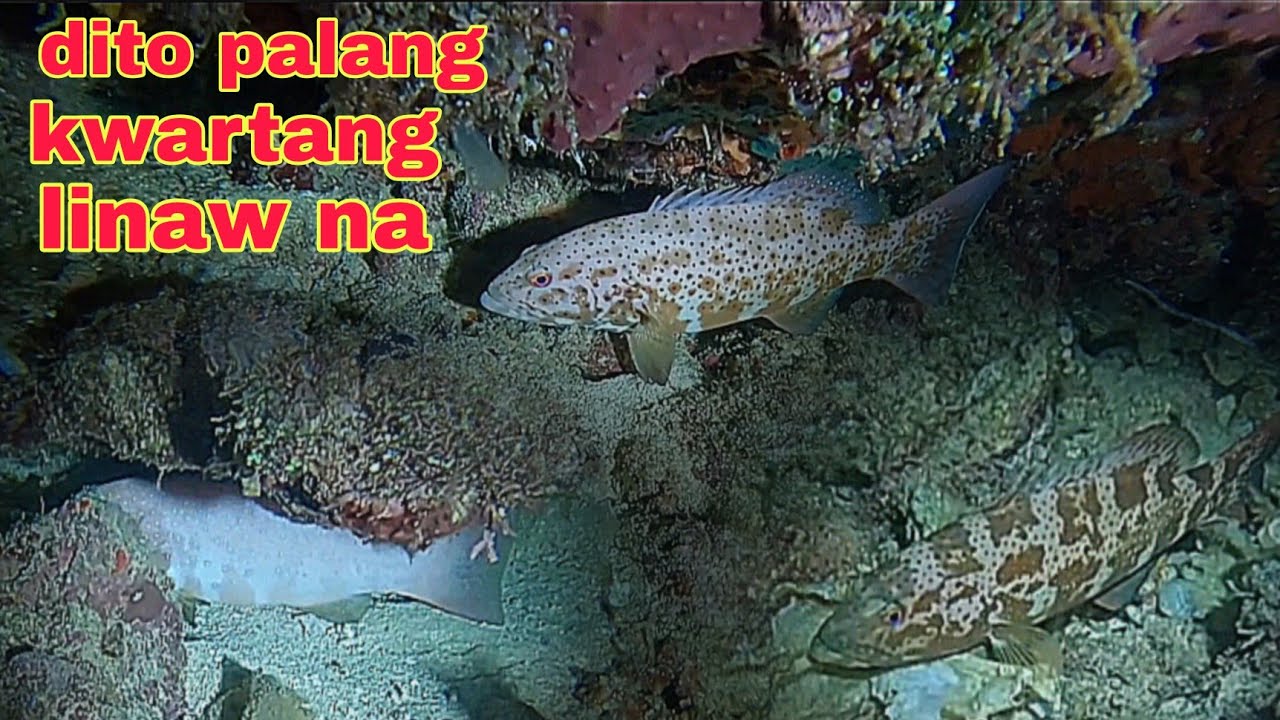 ep545 dive2 sa Lapu Lapu palang kwartang linaw na