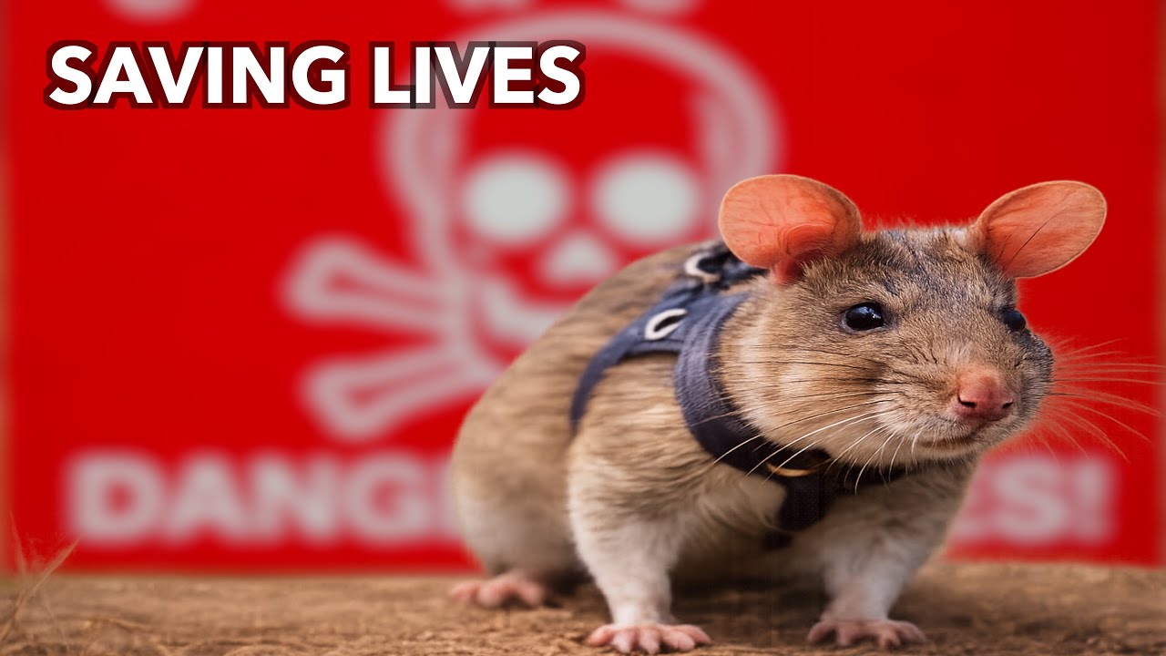 This Rat Is Saving Lives in Cambodia
