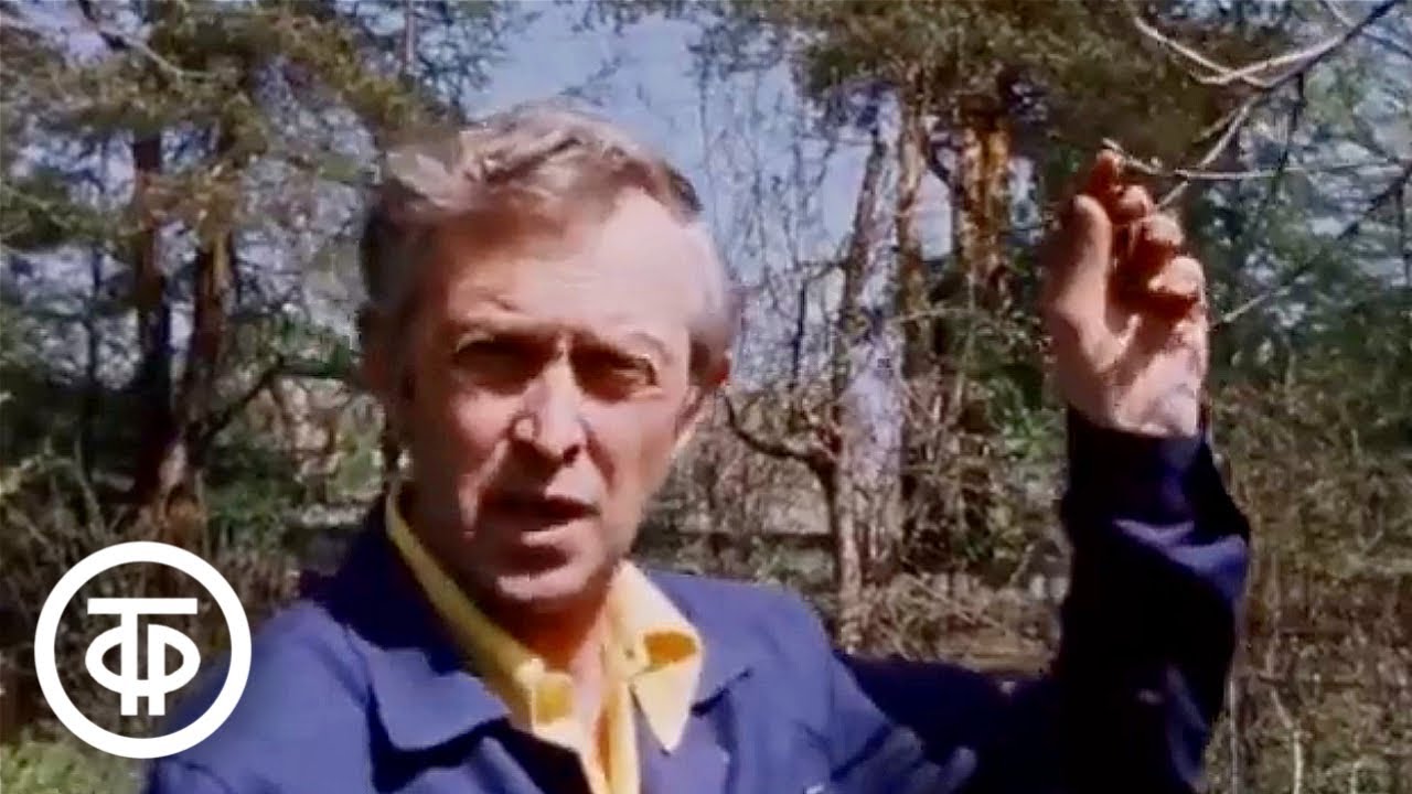 Сад после морозов. Наш сад (1985)