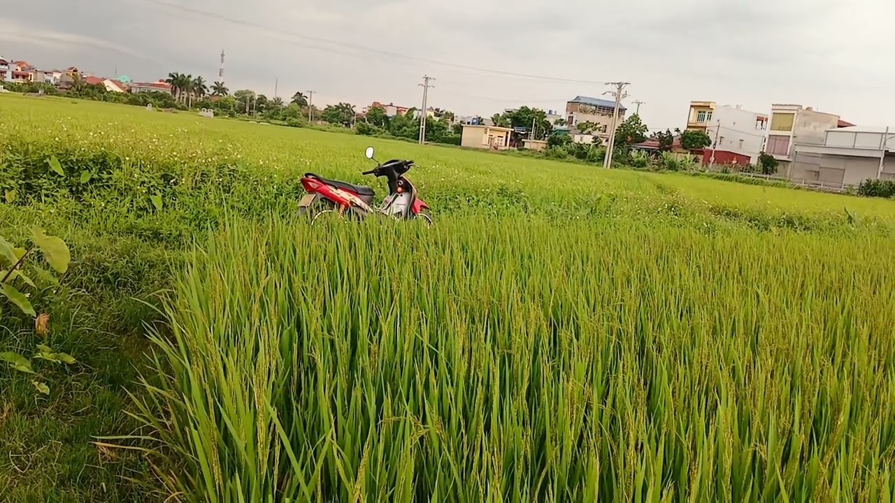 Thăm ruộng lúa trỗ