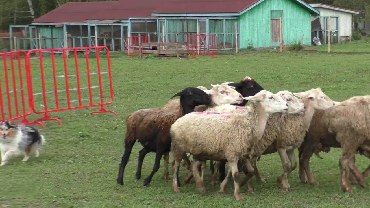 Shetland Sheepdog  HIP-HOP KLIMSVEVIK, herding sheep