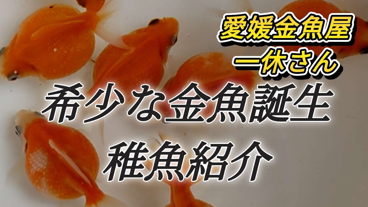 愛媛県の金魚屋一休さん色々な金魚の稚魚が誕生しました✨珍しい金魚もご紹介します😊