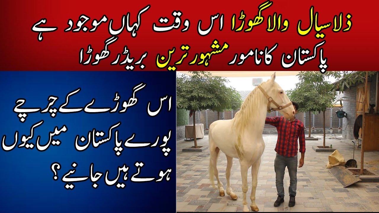 Zula Sial Best Breeder Horse In Pakistan || Zula Sial wala Ghora || Top Breeder Horse In Pakistan