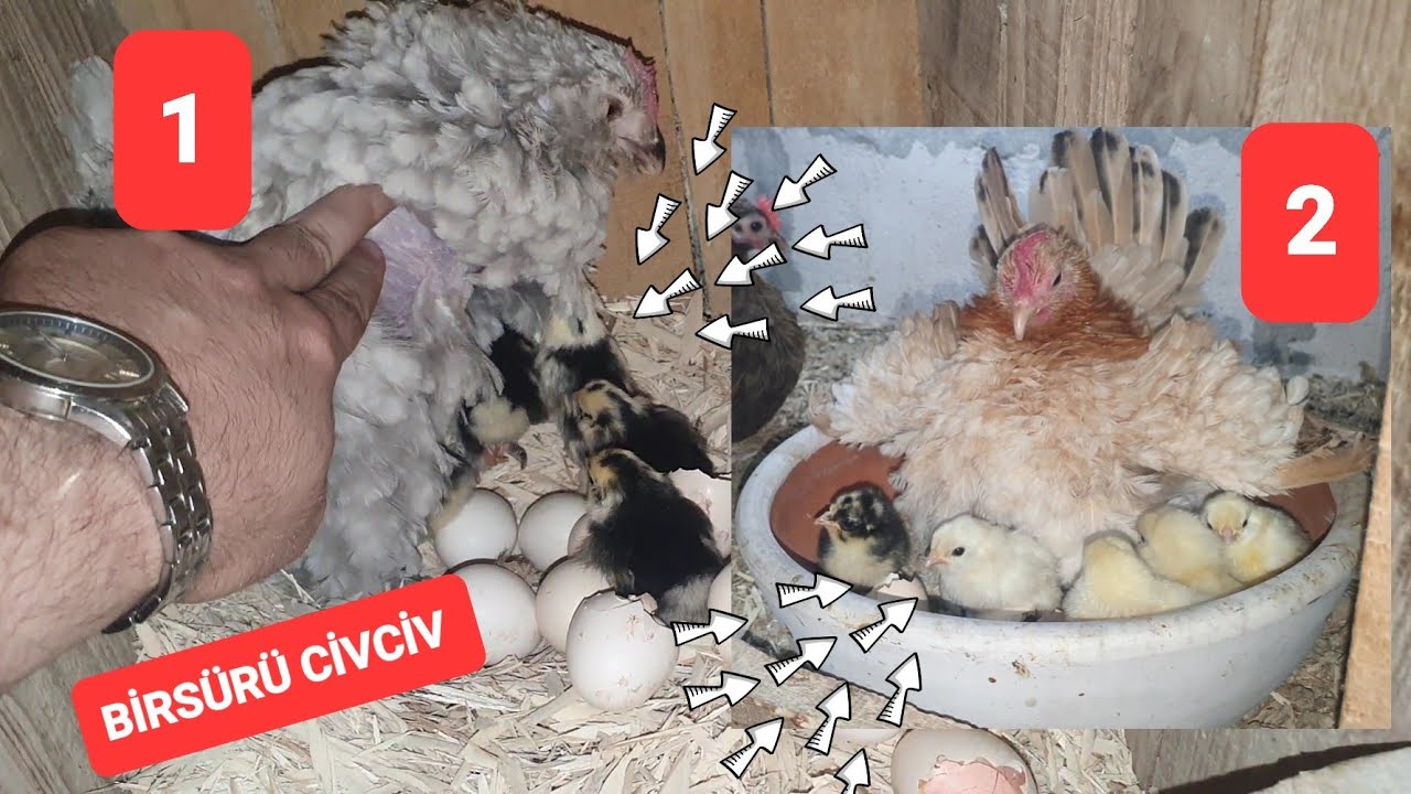 24 ŞUBAT 2 GURK TAVUK CİVCİV ÇIKIM ANI AYNI GÜN BİR SÜRÜ CİVCİV BİN MAŞALLAH @ResulHOY  #civciv 