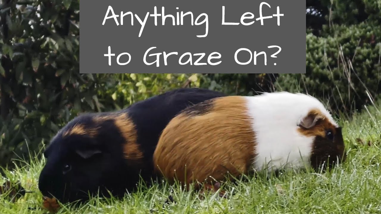 Guinea Pigs | Anything Left to Graze On?