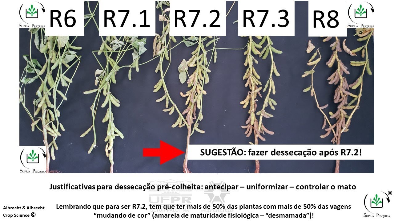 Dessecação da soja para colheita! Quando e por que fazer?