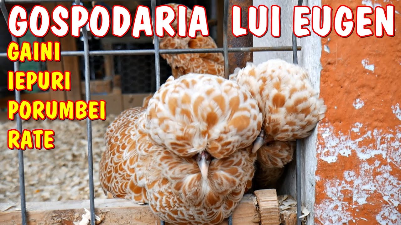 Viața la țară - Gospodăria lui Eugen este plină de Iepuri, Găini, Porumbei și un Țap maimuță