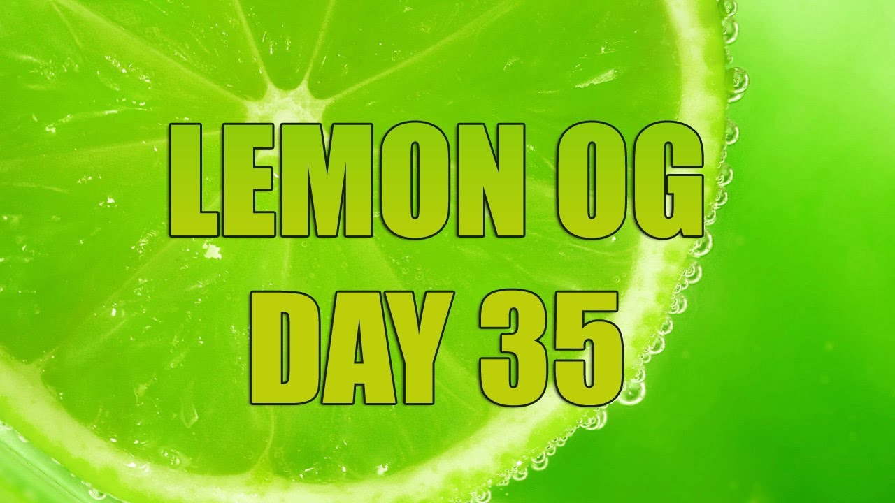 Lemon OG Day 35