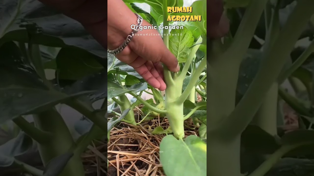 Inilah Kailan, Sayuran yang sangat baik dikonsumsi