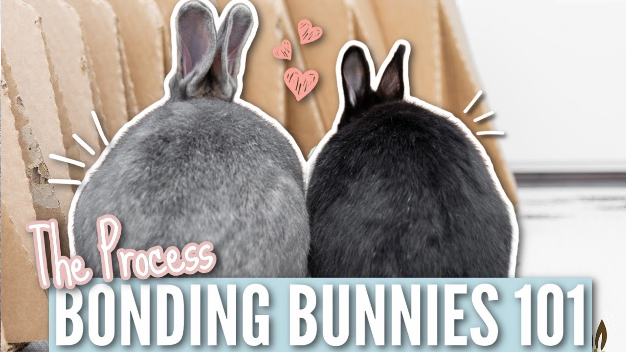 Bonding Bunnies 101 — Процесс склеивания (шаг за шагом)