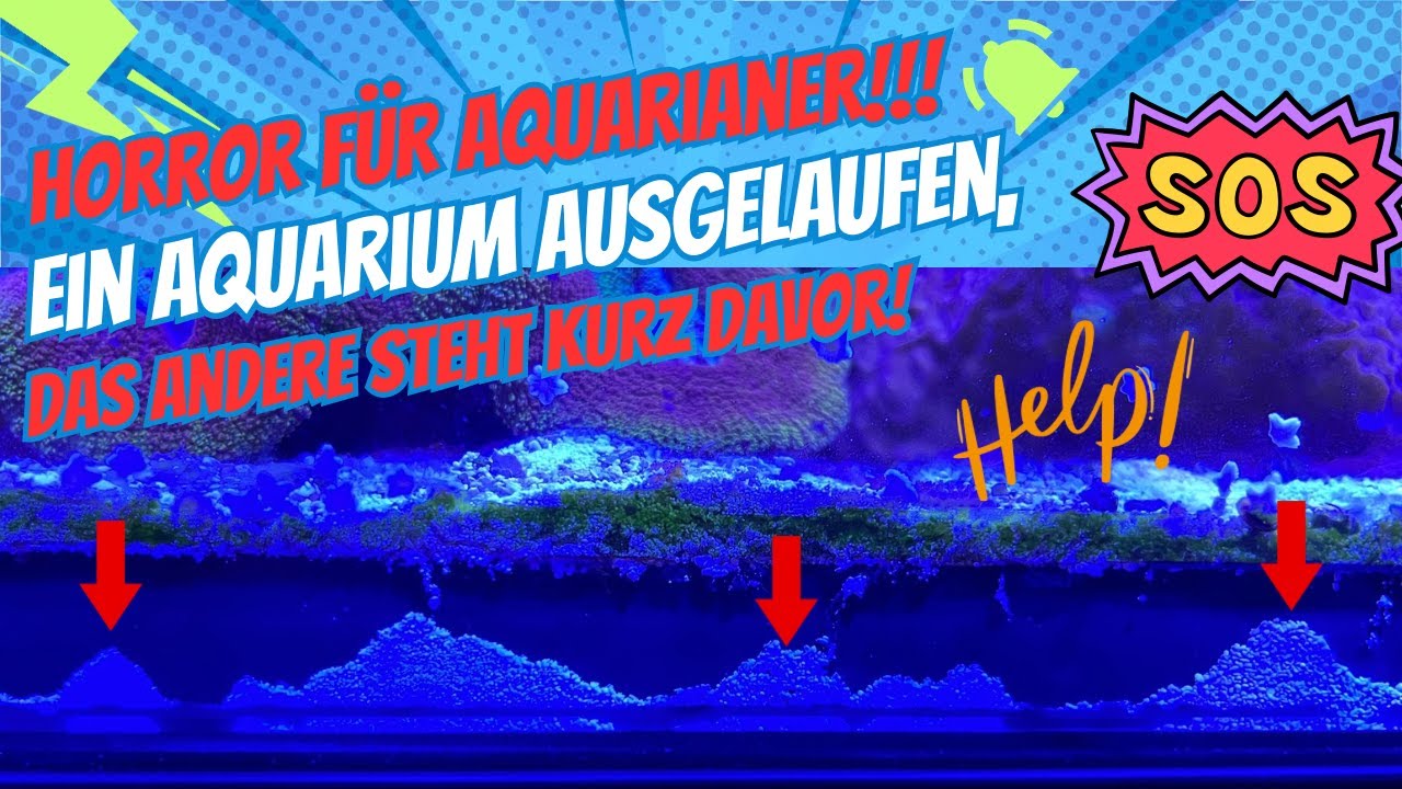 HORROR f&uuml;r Aquarianer!! Ein Aquarium ausgelaufen, das andere steht kurz davor!!