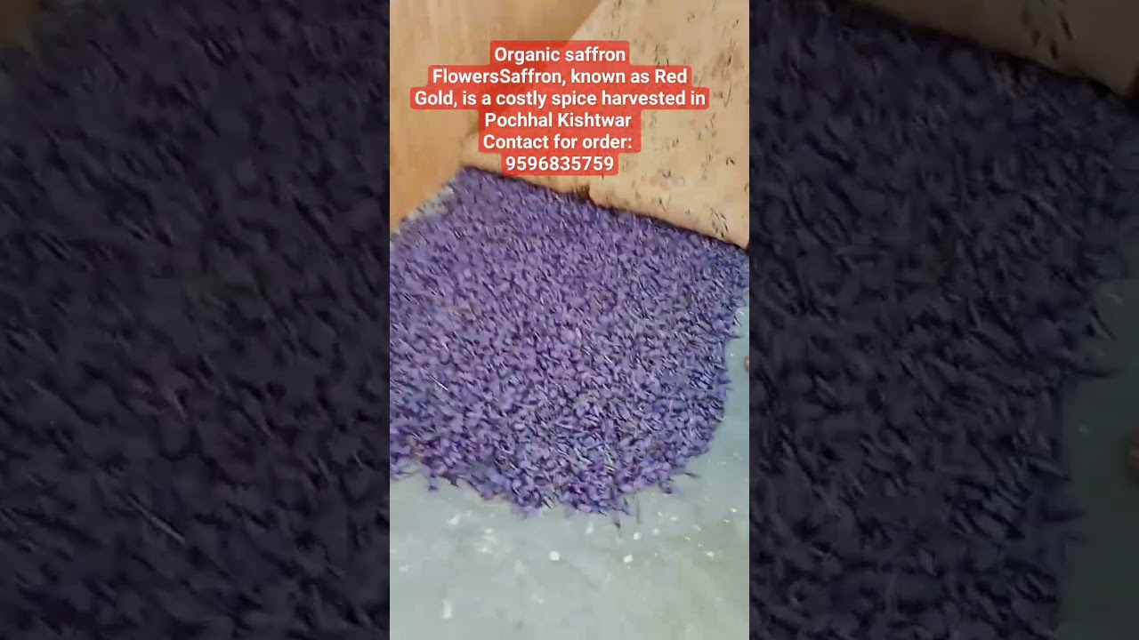 Saffron, known as Red Gold, is a costly spice harvested in Pochhal Kishtwar 
