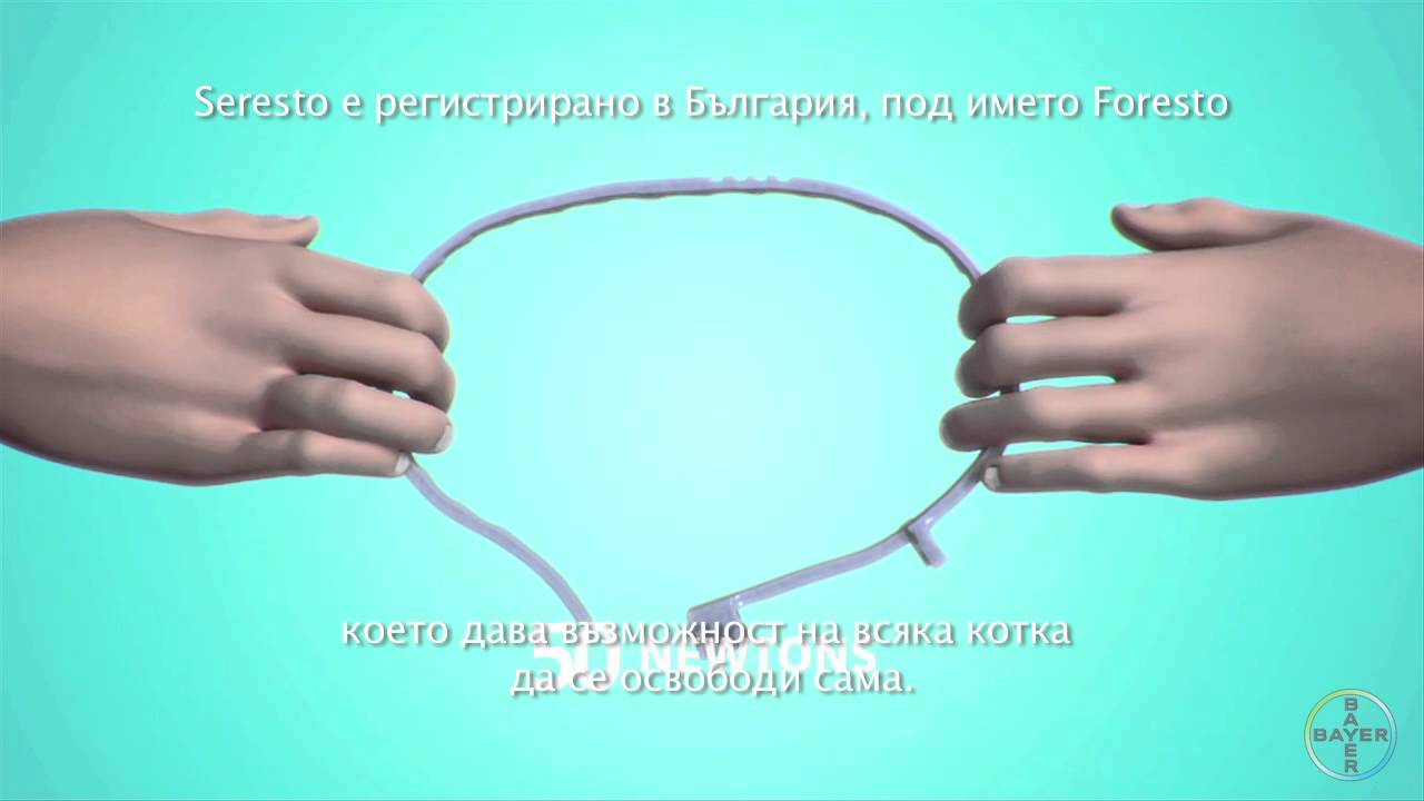 Как да поставим Foresto при котки