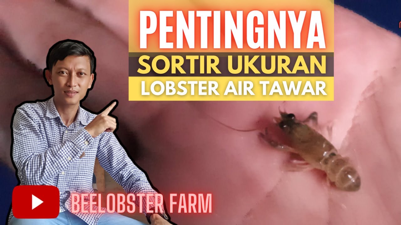 CARA EFEKTIF AGAR PERTUMBUHAN BURAYAK / ANAKAN LOBSTER AIR TAWAR BISA HAMPIR MERATA