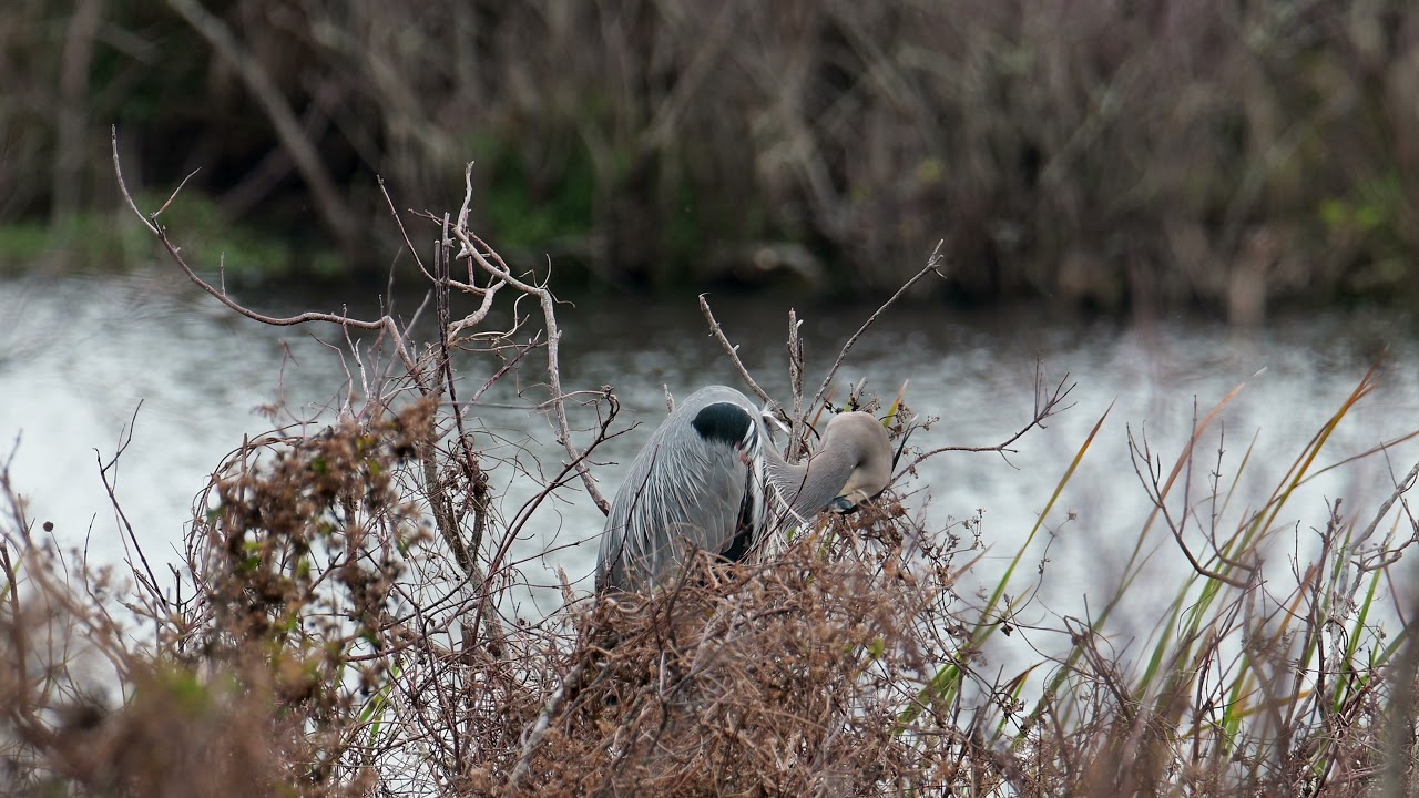 Blue Herons at St Andrews State Park in Panama City Florida 2021