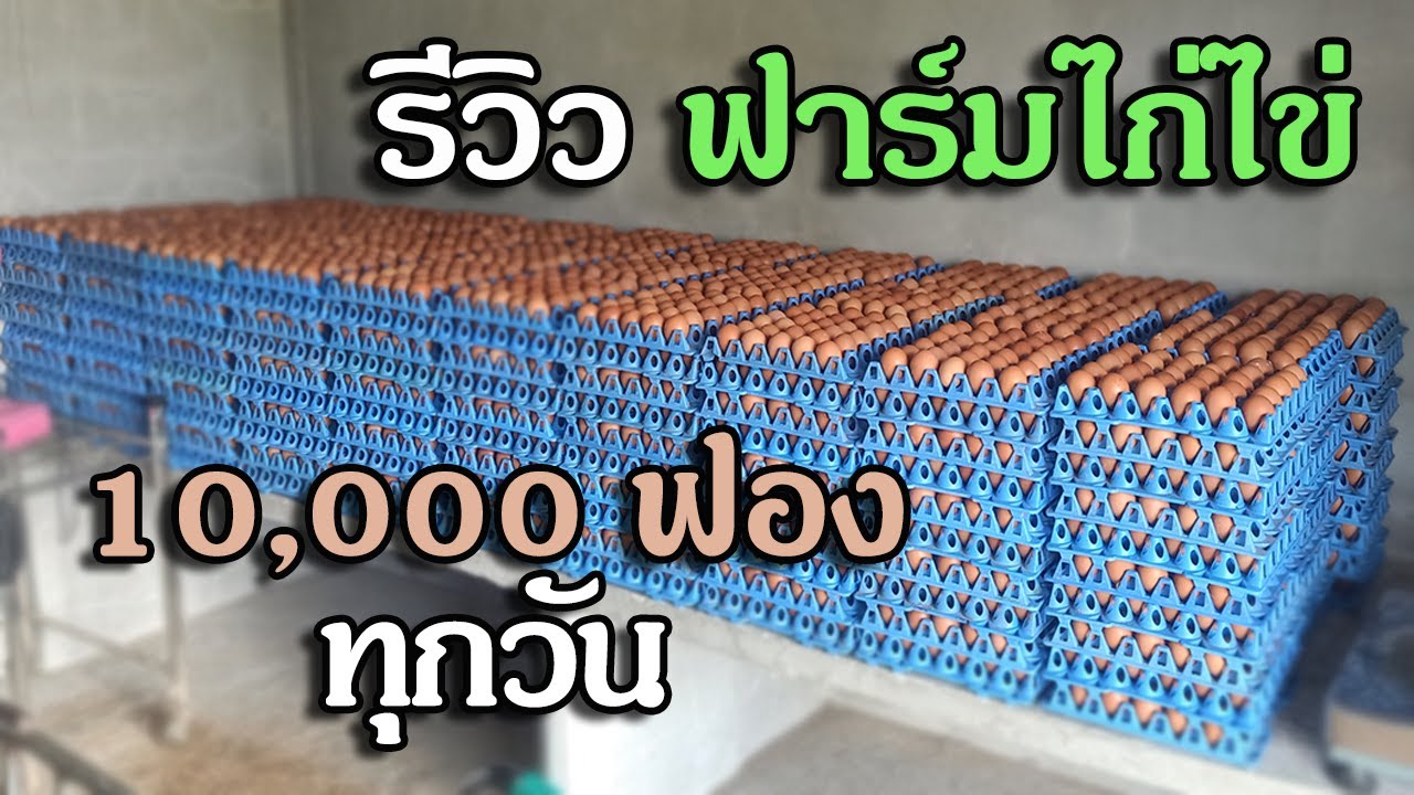 รีวิว ฟาร์มไก่ไข่ สร้างรายได้ 10,000 ฟองทุกวัน