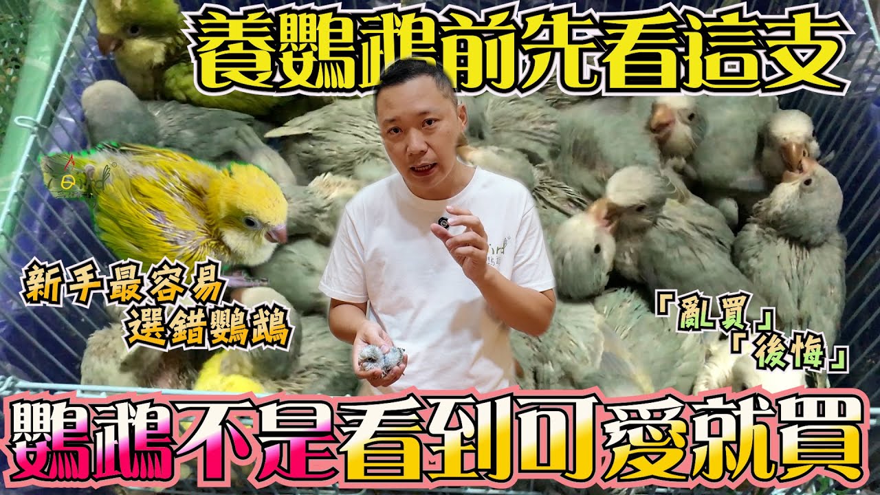 鸚鵡能不能養得久？從「選的那一刻」就決定了｜ 林小白不藏私