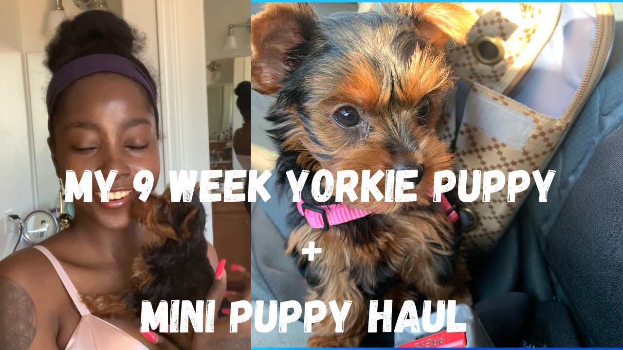 My First Yorkie Puppy | Puppy Experience | Mini Haul