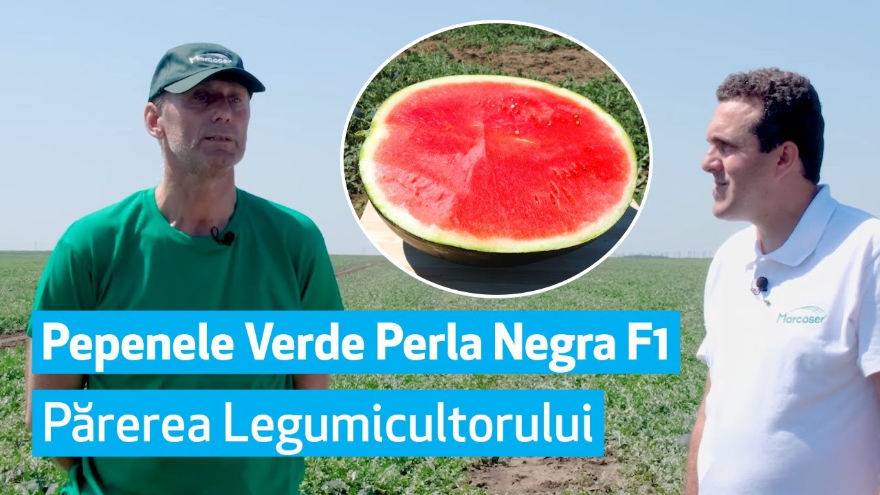 🍉 Pepenele verde Perla Negra F1 - Părerea legumicultorului - Marcoser