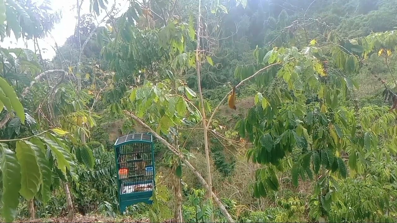 mikat kutilang emas dapat banyak di lokasi ini,sangat disayang kan hari mulai hujan@