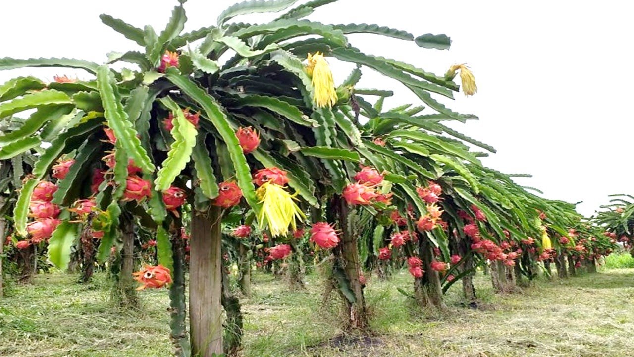 COMO PLANTAR PITAYA EM CASA (EM 1 MINUTO PASSO A PASSO)