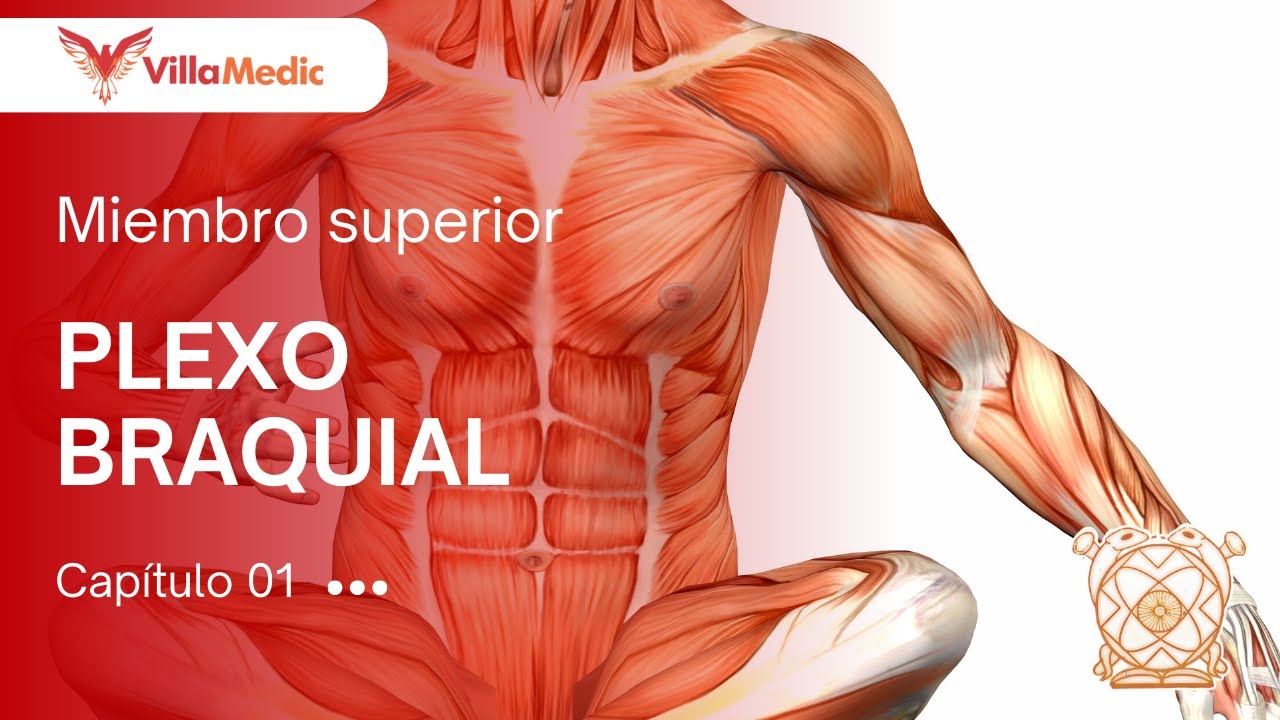 CC.BB. ANATO | Miembro Superior: Plexo braquial - VillaMedic