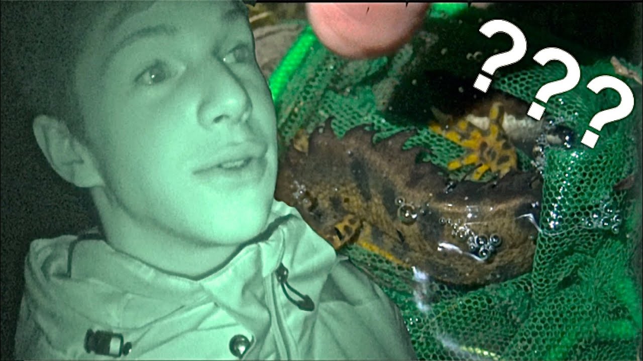 Qu'est ce que c'est??? HERPING en foret(Triturus carnifex) INSECTOPODE