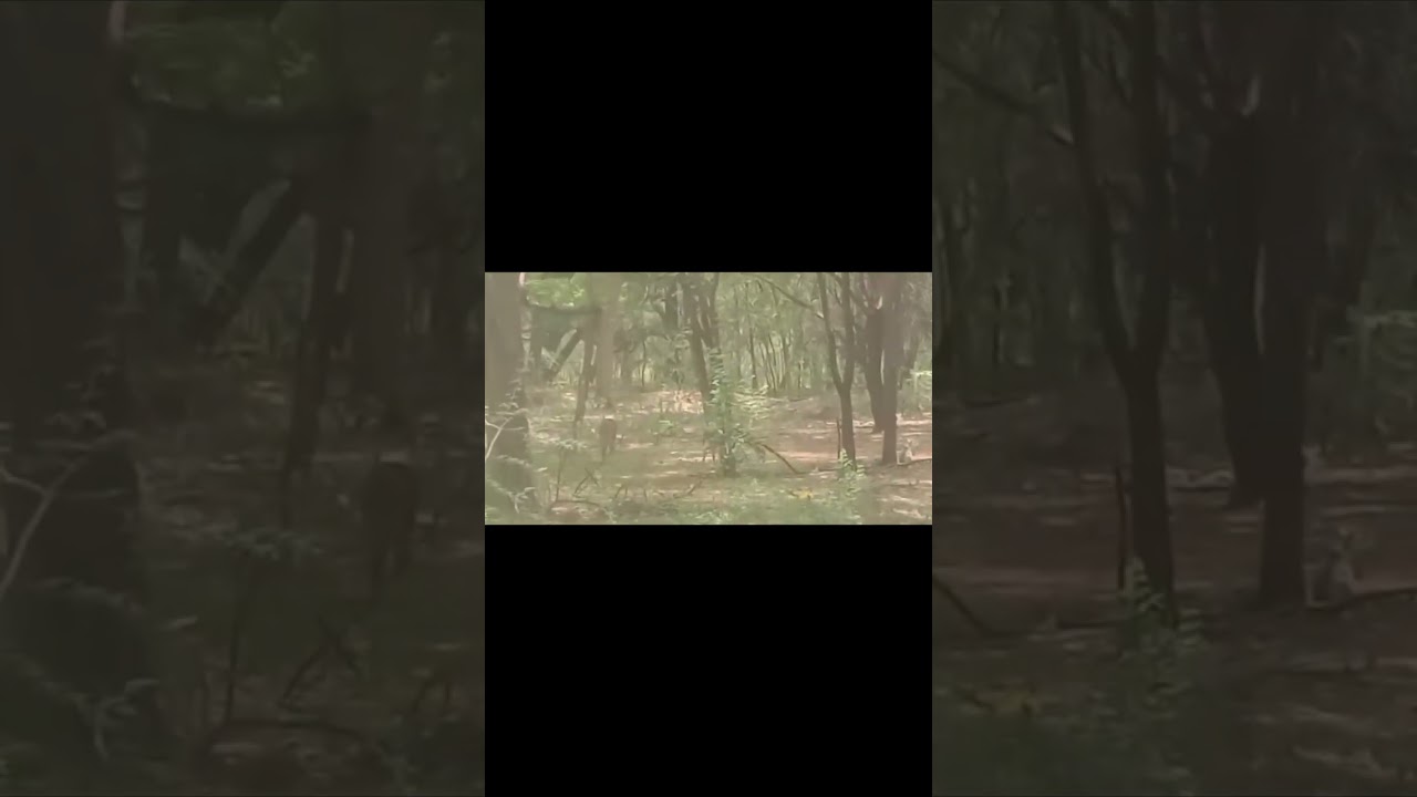 A day in the muthathi forest