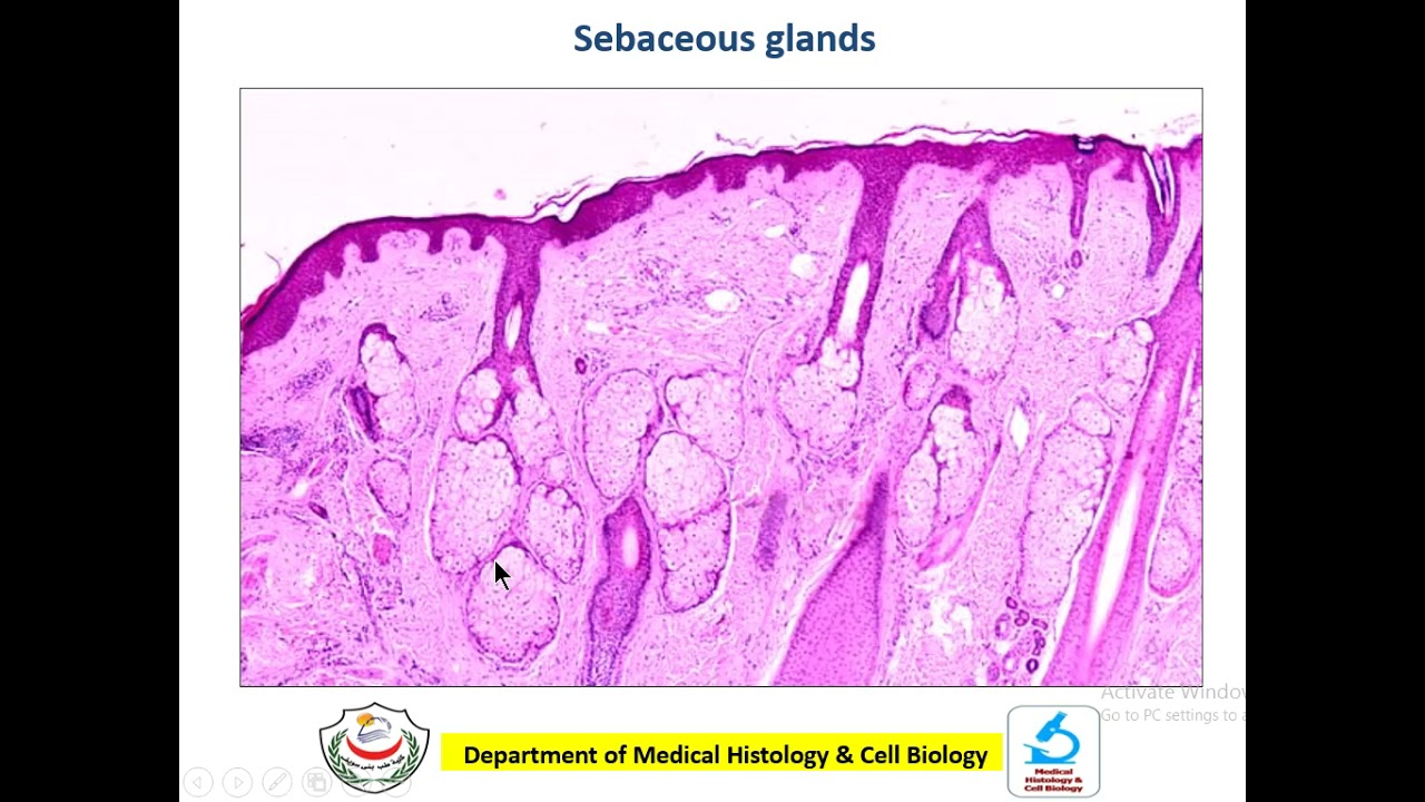 عملي طب بنى سويف musculoskeletal