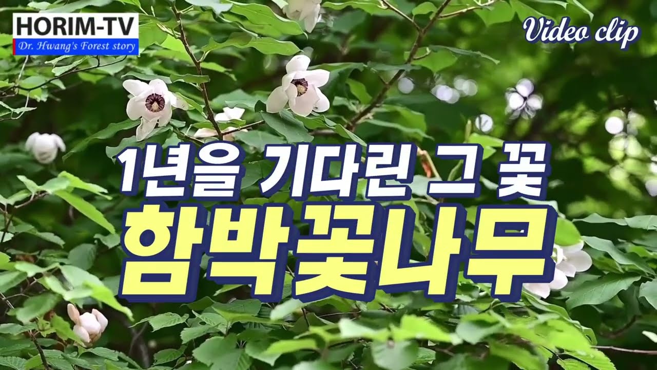함박꽃나무(Magnolia sieboldii), 숲 전문 HORIM-TV