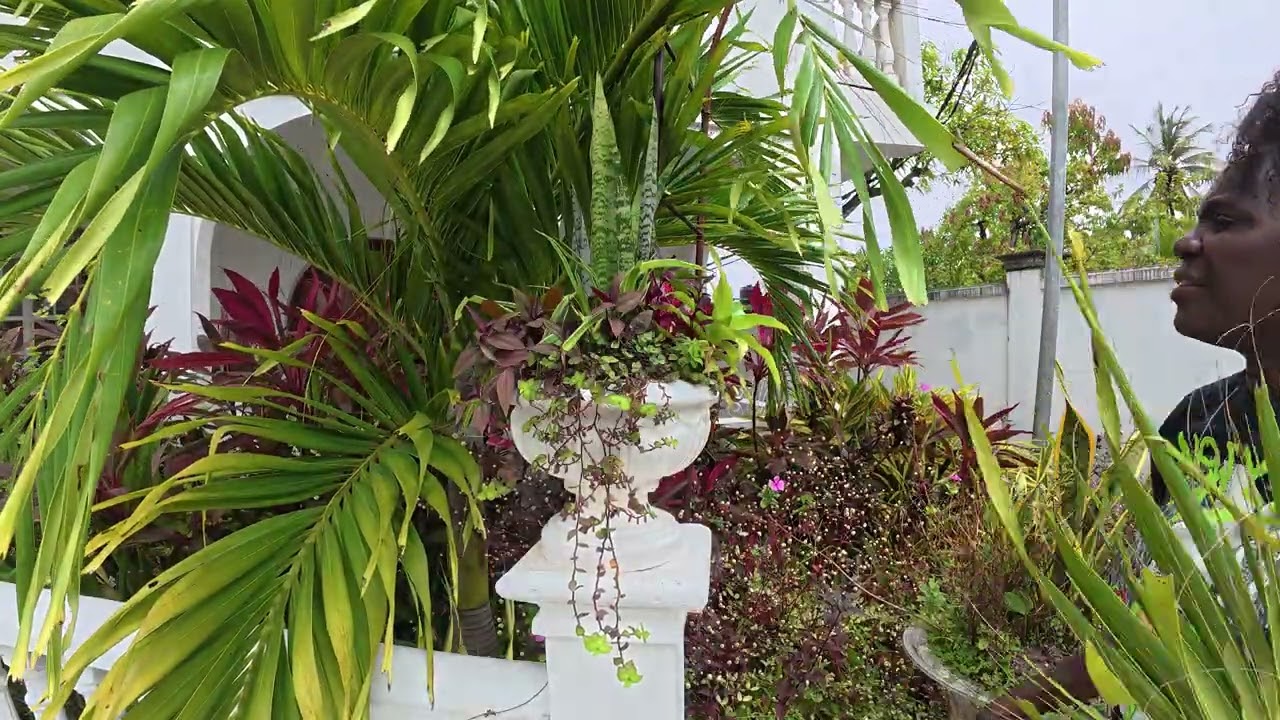 🌿 How I take care of the urns in my tropical garden 🌱Weekly videos.