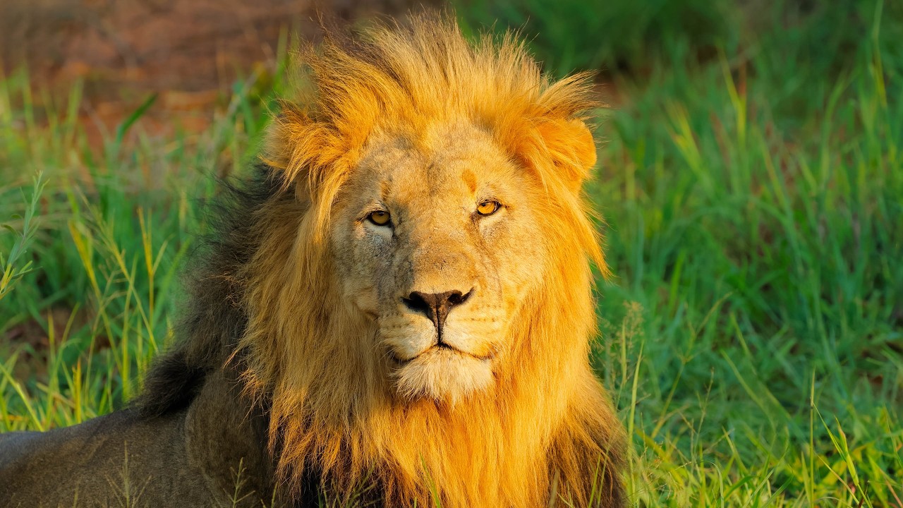 African Lions in 4K | Pride Life & Raw Savanna Moments | Wildlife of Africa Ep. 35